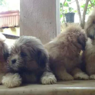 Lhasa Apso Price in Nashik | Lhasa Apso Puppies for sale in Nashik