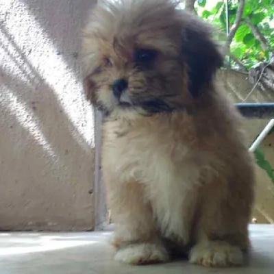 Lhasa Apso Price in Hyderabad | Lhasa Apso Puppies for sale in Hyderabad