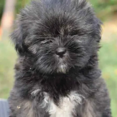 Lhasa Apso Price in Bangalore | Lhasa Apso Puppies for sale in Bangalore