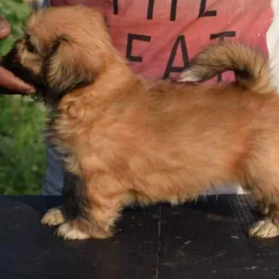 Lhasa Apso Price in Nashik | Lhasa Apso Puppies for sale in Nashik