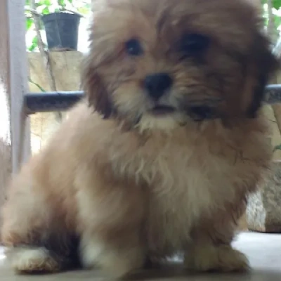 Lhasa Apso Price in Nashik | Lhasa Apso Puppies for sale in Nashik