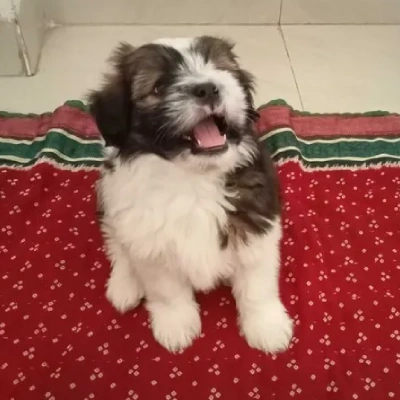 Lhasa Apso Price in Nashik | Lhasa Apso Puppies for sale in Nashik