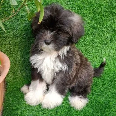 Lhasa Apso Price in Chennai | Lhasa Apso Puppies for sale in Chennai