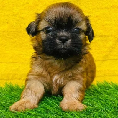 Lhasa Apso Price in Bangalore | Lhasa Apso Puppies for sale in Bangalore