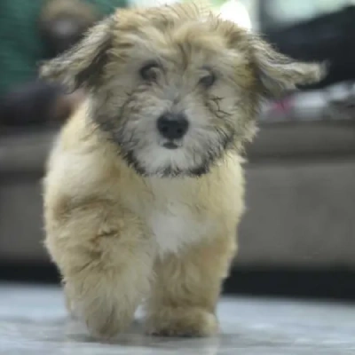 Lhasa Apso Price in Bangalore | Lhasa Apso Puppies for sale in Bangalore