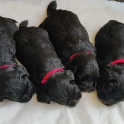 Lhasa Apso Price in Nashik | Lhasa Apso Puppies for sale in Nashik