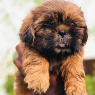 Lhasa Apso Price in Nashik | Lhasa Apso Puppies for sale in Nashik