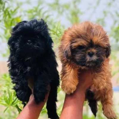 Lhasa Apso Price in Mumbai | Lhasa Apso Puppies for sale in Mumbai