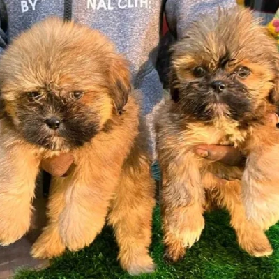 Lhasa Apso Price in Mumbai | Lhasa Apso Puppies for sale in Mumbai