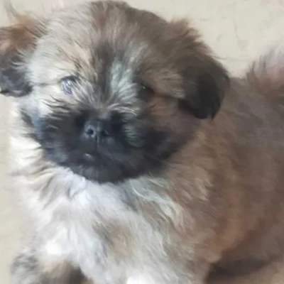 Lhasa Apso Price in Mumbai | Lhasa Apso Puppies for sale in Mumbai