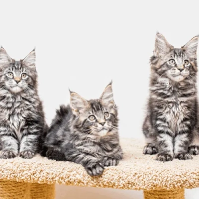 Maine Coon cat Price in Mumbai | Maine Coon cats for sale in Mumbai