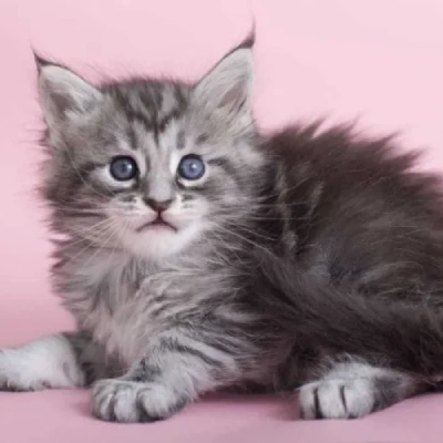 Maine Coon cat Price in Mumbai | Maine Coon cats for sale in Mumbai