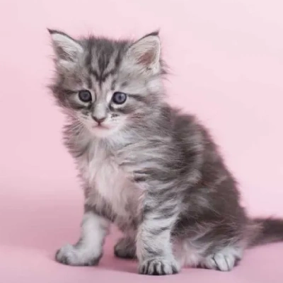 Maine Coon cat Price in Mumbai | Maine Coon cats for sale in Mumbai