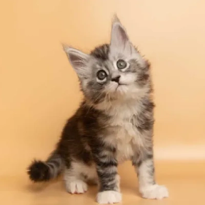 Maine Coon cat Price in Bangalore | Maine Coon cats for sale in Bangalore