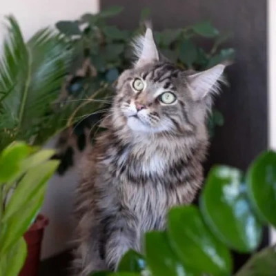 Maine Coon cat Price in Mumbai | Maine Coon cats for sale in Mumbai