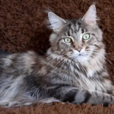 Maine Coon cat Price in Mumbai | Maine Coon cats for sale in Mumbai