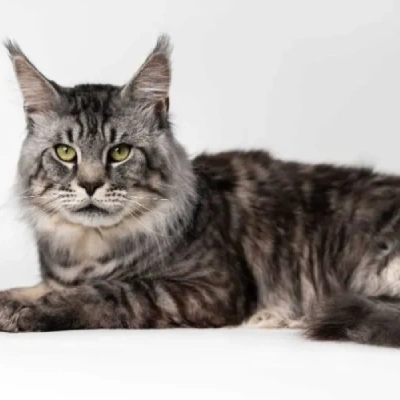 Maine Coon cat Price in Mumbai | Maine Coon cats for sale in Mumbai