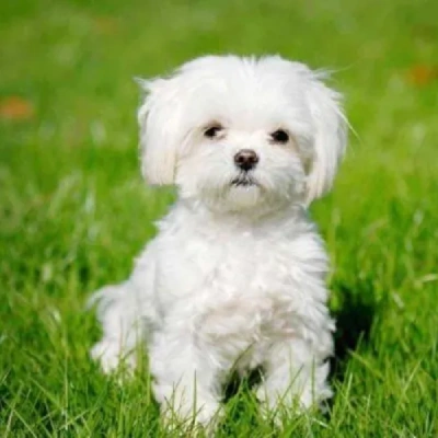 Maltese Price in Nashik | Maltese Puppies for sale in Nashik