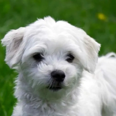 Maltese Price in Chennai | Maltese Puppies for sale in Chennai