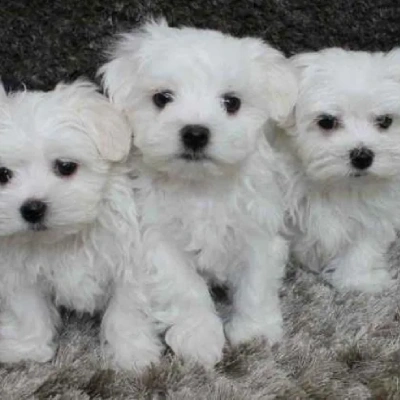 Maltese Price in Mumbai | Maltese Puppies for sale in Mumbai