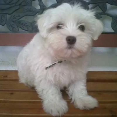 Maltese Price in Mumbai | Maltese Puppies for sale in Mumbai