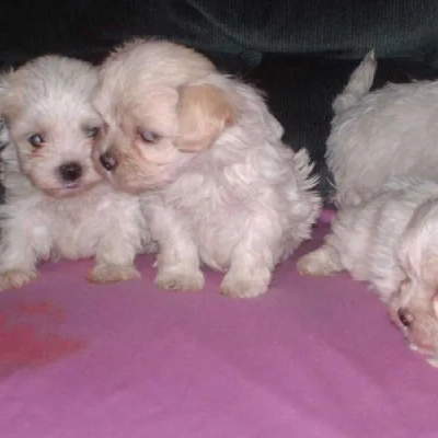 Maltese Price in Visakhapatnam | Maltese Puppies for sale in Visakhapatnam