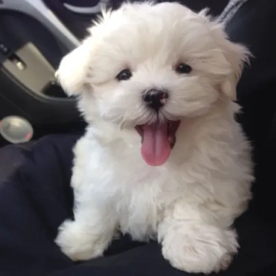 Maltese Price in Nashik | Maltese Puppies for sale in Nashik