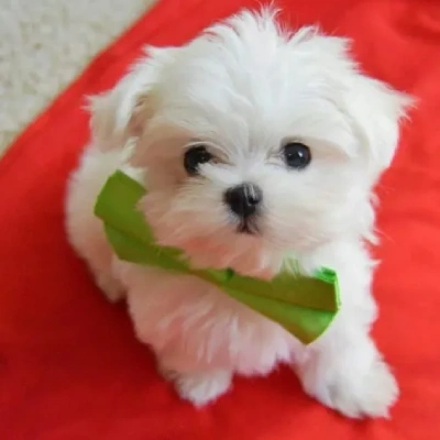 Maltese Price in Mumbai | Maltese Puppies for sale in Mumbai