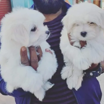 Maltese Price in Nashik | Maltese Puppies for sale in Nashik