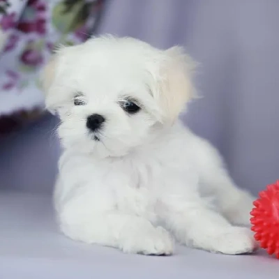 Maltese Price in Nashik | Maltese Puppies for sale in Nashik