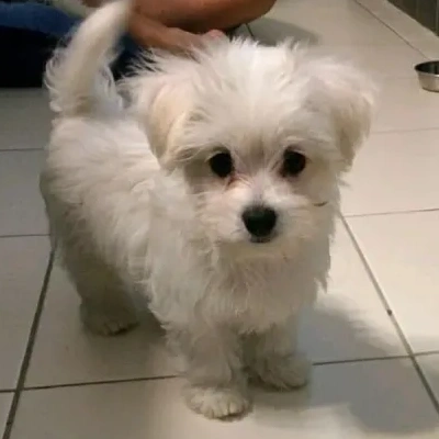 Maltese Price in Chennai | Maltese Puppies for sale in Chennai