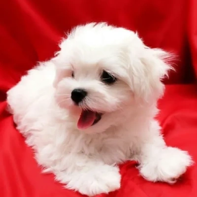 Maltese Price in Nashik | Maltese Puppies for sale in Nashik