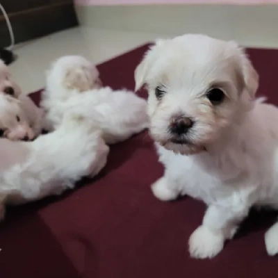 Maltese Price in Chennai | Maltese Puppies for sale in Chennai