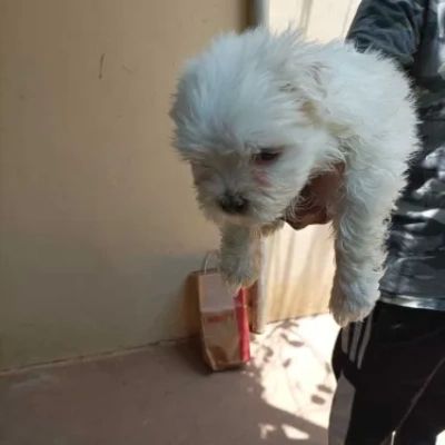 Maltese Price in Mumbai | Maltese Puppies for sale in Mumbai