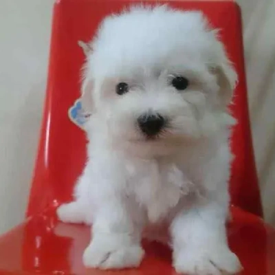 Maltese Price in Mumbai | Maltese Puppies for sale in Mumbai