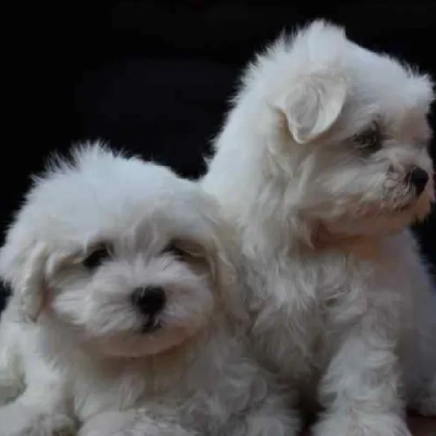 Maltese Price in Nashik | Maltese Puppies for sale in Nashik