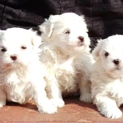 Maltese Price in Nashik | Maltese Puppies for sale in Nashik