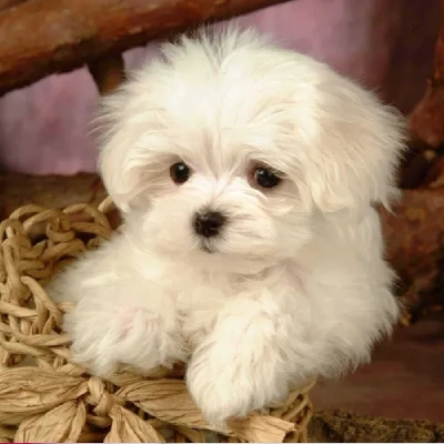 Maltese Price in Chennai | Maltese Puppies for sale in Chennai