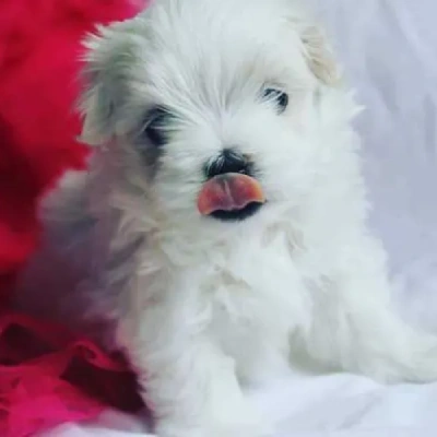 Maltese Price in Bangalore | Maltese Puppies for sale in Bangalore