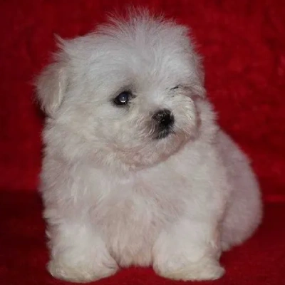 Maltese Price in Mumbai | Maltese Puppies for sale in Mumbai