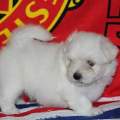 Maltese Price in Hyderabad | Maltese Puppies for sale in Hyderabad