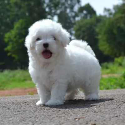 Maltese Price in Bangalore | Maltese Puppies for sale in Bangalore