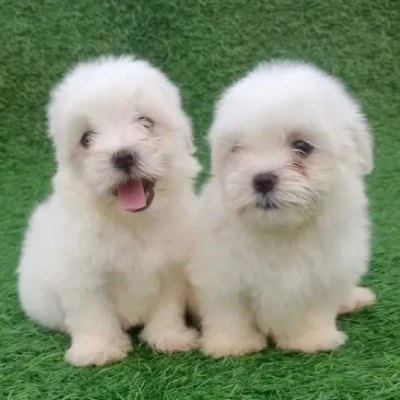 Maltese Price in Chennai | Maltese Puppies for sale in Chennai