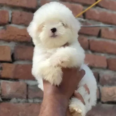 Maltese Price in Nashik | Maltese Puppies for sale in Nashik