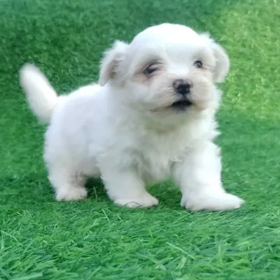 Maltese Price in Hyderabad | Maltese Puppies for sale in Hyderabad