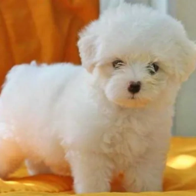 Maltese Price in Pune | Maltese Puppies for sale in Pune