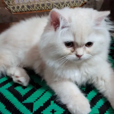 Persian cat Price in Bangalore | Persian cats for sale in Bangalore