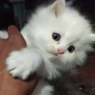 Persian cat Price in Hyderabad | Persian cats for sale in Hyderabad