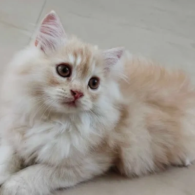 Persian cat Price in Hyderabad | Persian cats for sale in Hyderabad