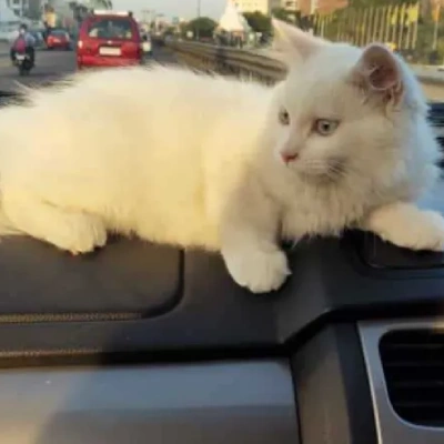 Persian cat Price in Hyderabad | Persian cats for sale in Hyderabad